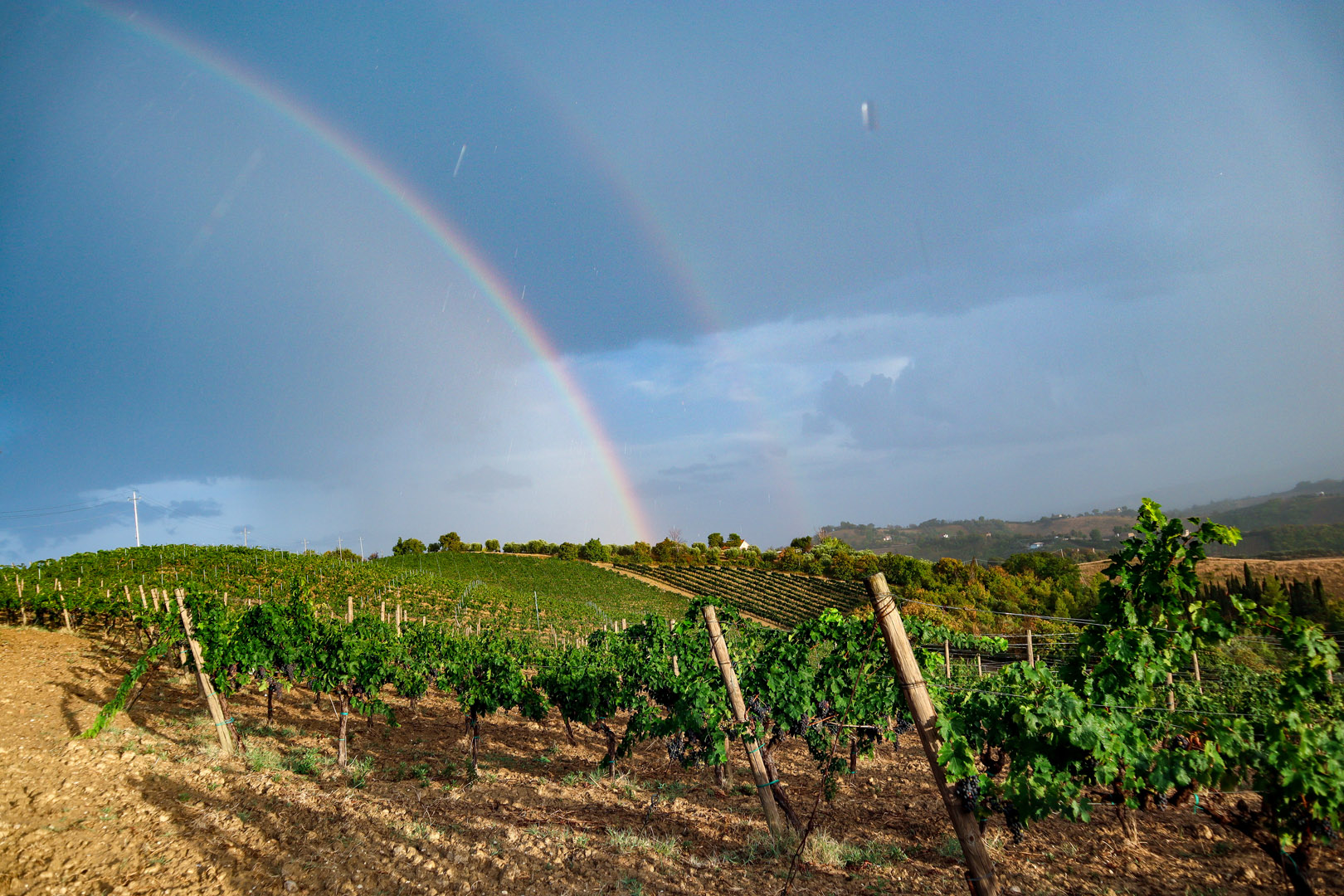 Vigneti di Cantina Fortezza Marche ad Acquaviva Picena