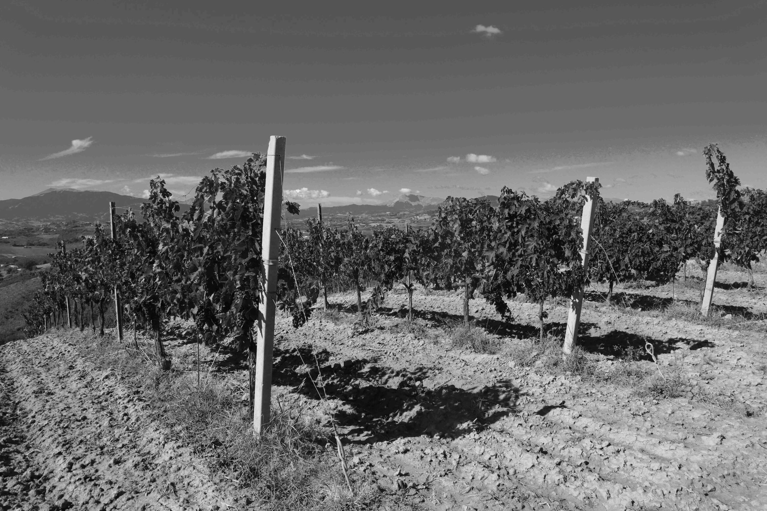Vigneti di Cantina Fortezza Marche sulle colline di Acquaviva Picena