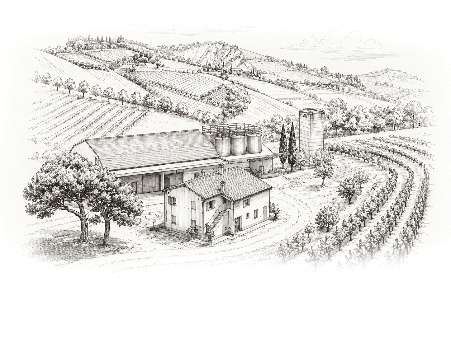 Illustrazione della sede di Cantina Fortezza Marche tra i vigneti di Acquaviva Picena