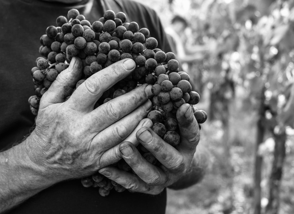 Mani che sorreggono un grappolo d’uva durante la vendemmia di Cantina Fortezza Marche